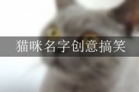 猫咪名字创意搞笑