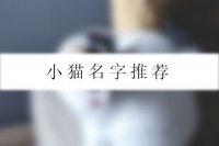 小猫名字推荐