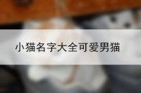 小猫名字大全可爱男猫